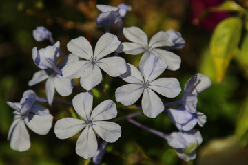 Obraz premium Flower of spaine