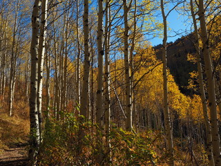 Fototapeta premium Fall colors.