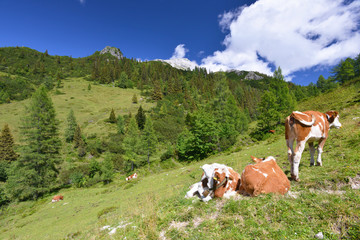 Fototapeta na wymiar Cows in Austrian Alps