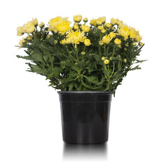 yellow chrysanthemum in flowerpot isolated on white