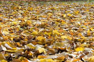 arbres et feuilles d'automne