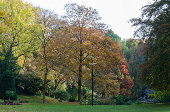 arbres et feuilles d'automne
