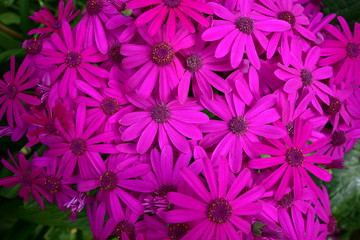 Fototapeta premium Dense carpet of flowers with vivid colors.