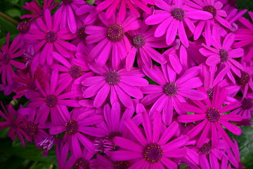Dense carpet of flowers with vivid colors.