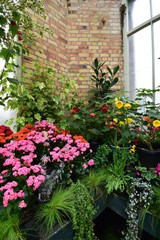 Fototapeta na wymiar In corner of vintage greenhouse with warm weather loving flowers.