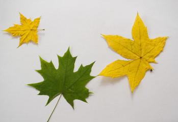 Autumn leaves on a white background