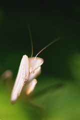 Mantide timida