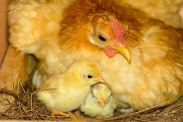 The chicks and hens are hatching eggs in coops.
