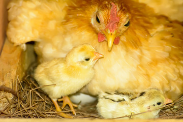 The chicks and hens are hatching eggs in coops.