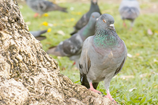 The pigeon standing under a big tree.