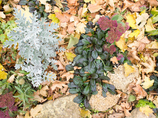 Top view of the autumn flowerbed
