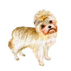 Watercolor closeup portrait of cute Yorkshire terrier breed dog isolated on white background. Shorthair small dog with yellow bow posing at dog show. Hand drawn sweet home pet. Greeting card design