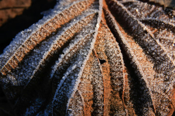 macro photo of the ice crystals of hoar frost on a leaf