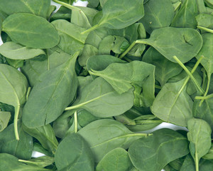 Spinach organic baby leaves like artistic background