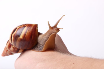 Achatina snail on white background
