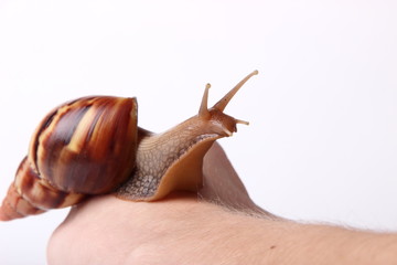 Achatina snail on white background