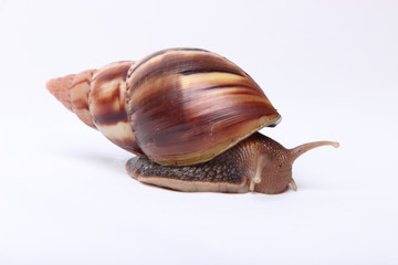 Achatina snail on white background