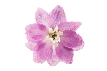 Obraz premium violet delphinium flower isolated