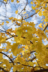 Ahornbaum im Spätherbst