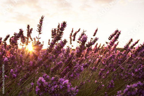 Image result for tramonto campo di fiori