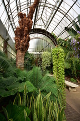Fototapeta premium Inside large vintage greenhouse with tropical plants and trees.