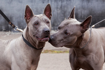 dog breed Thai Ridgeback