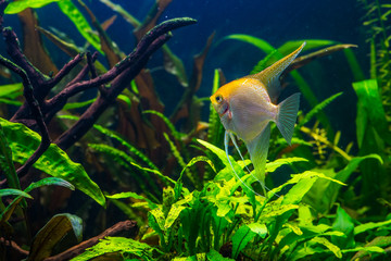 A green beautiful planted tropical freshwater aquarium with fish