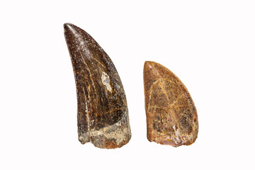 Denti fossili di dinosauro teropode 