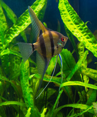 zebra angelfish pterophyllum scalare aquarium