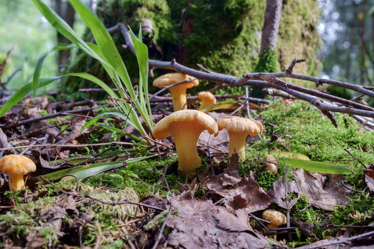 Edible chanterelle Mushrooms in autumn forest. Cantharellus cibarius.