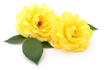 Beautiful yellow roses.