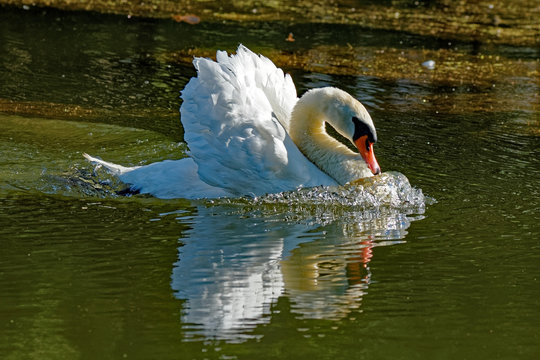 Mute Swan Swimming Aggressively