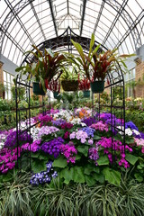 Fototapeta na wymiar Inside large vintage greenhouse with warm weather loving flowers.
