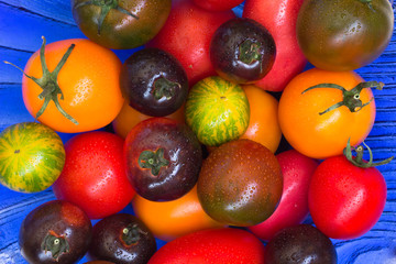 Tomatoes of different colors with water droplets on a blue backg