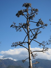 Korsika Golf von Saint-Florent Agaven 6