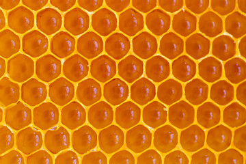 Wax Yellow honeycomb close up.