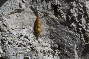 Verpuppter Schmetterling