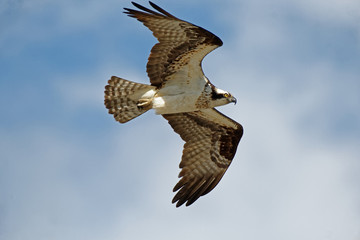 Osprey in Flight