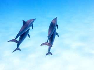 Group of dolphins in tropical sea, underwater