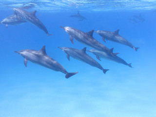 Naklejka premium Group of dolphins in tropical sea, underwater