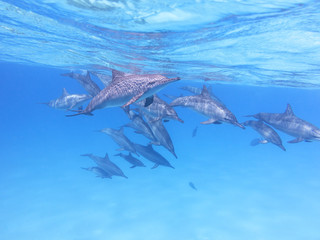 Group of dolphins in tropical sea, underwater