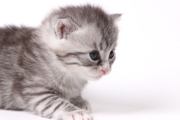 gray kitten on a white background