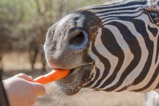 Fototapeta Zebra bites bright orange carrot given to him by hand