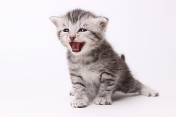 gray kitten on a white background