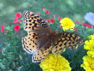 butterfly