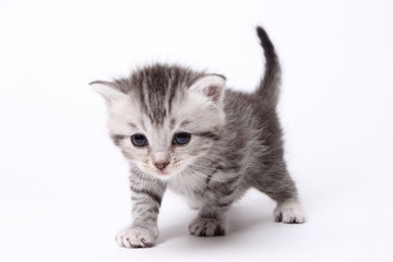 gray kitten on a white background