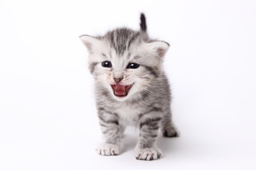 gray kitten on a white background
