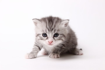 gray kitten on a white background