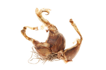 Narcissus bulb isolated
