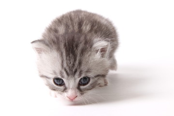 gray kitten on a white background